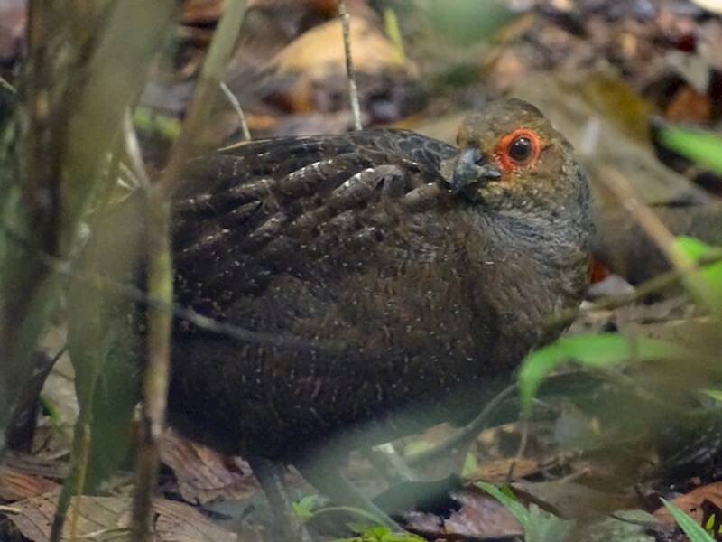 Marbled Wood-Quail, Photos 4
