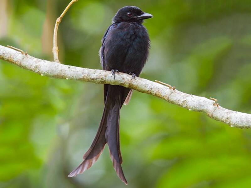 Mayottedrongo, Fotos 3