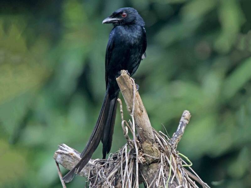 Mayottedrongo