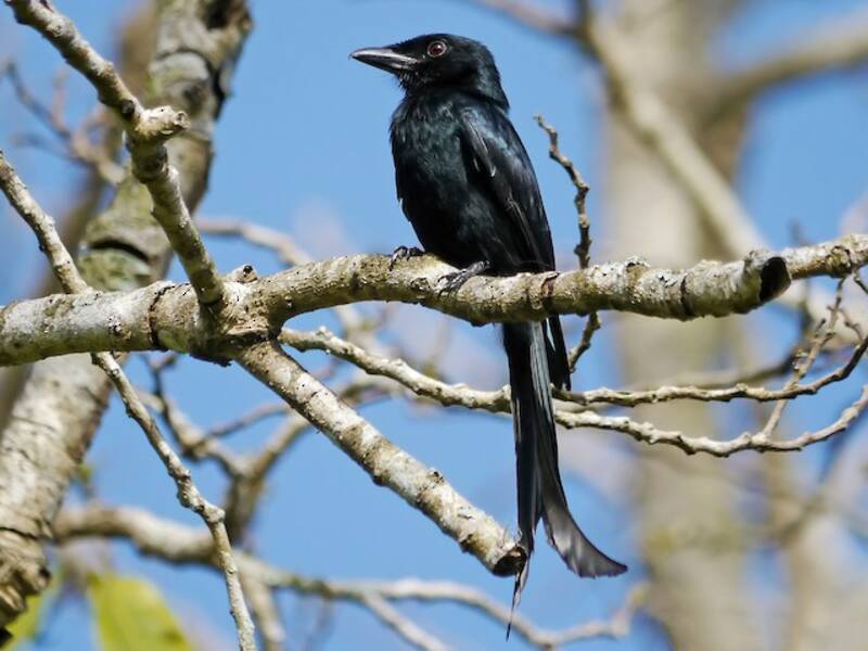 Mayottedrongo, Fotos 2