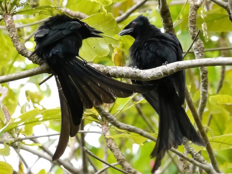 Mayottedrongo, Fotos 4