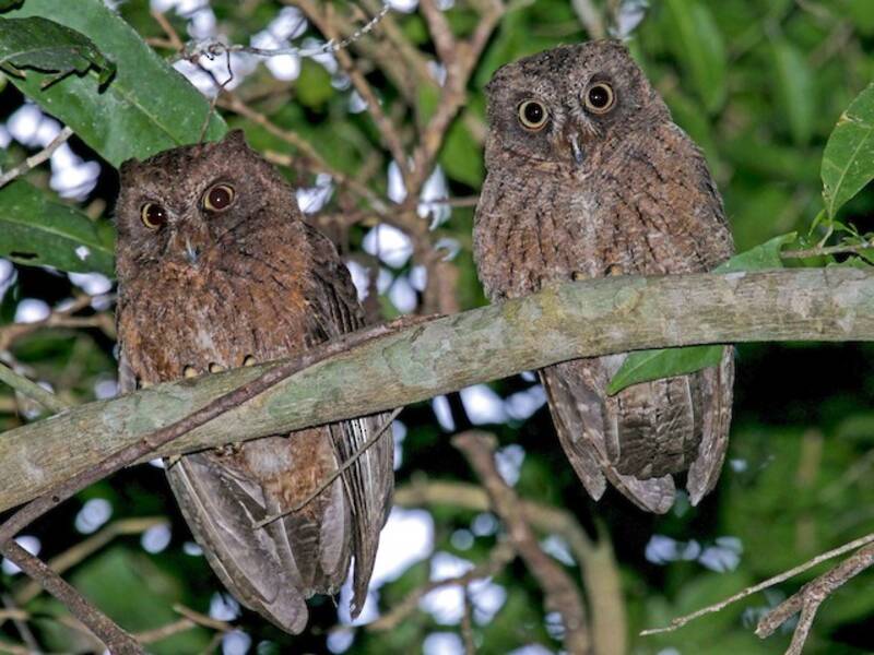 Assiolo di Mayotte