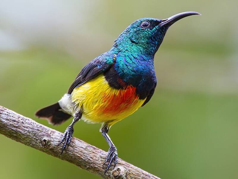 Mayotte-Nektarvogel, Fotos 3