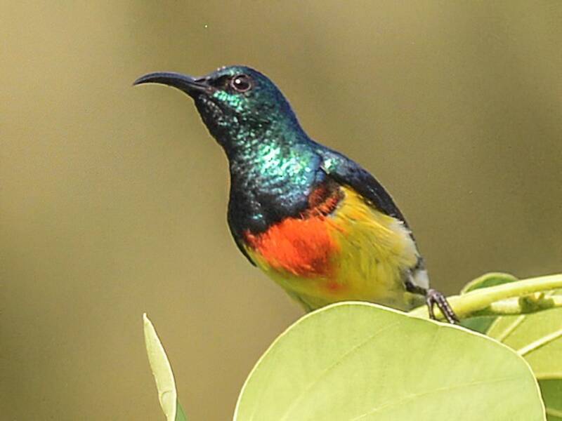 Mayotte Sunbird