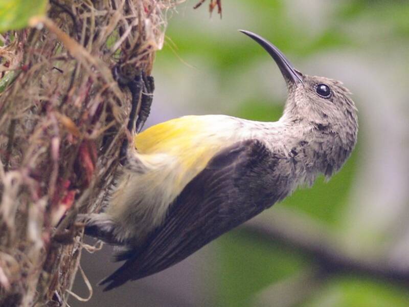 Mayotte-Nektarvogel, Fotos 4