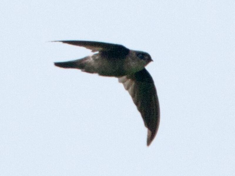Mayr-Salangane, Aerodramus orientalis