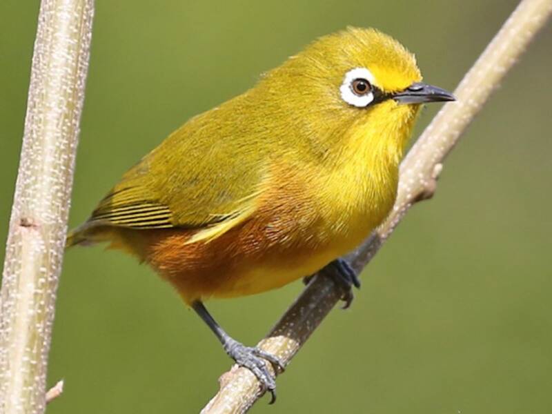 Mayotte White-eye, Photos 2