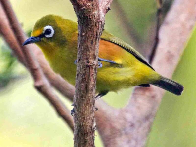 Mayotte White-eye, Photos 3