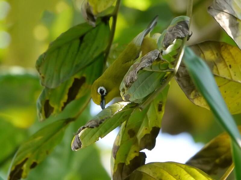 Mayotte White-eye, Photos 4