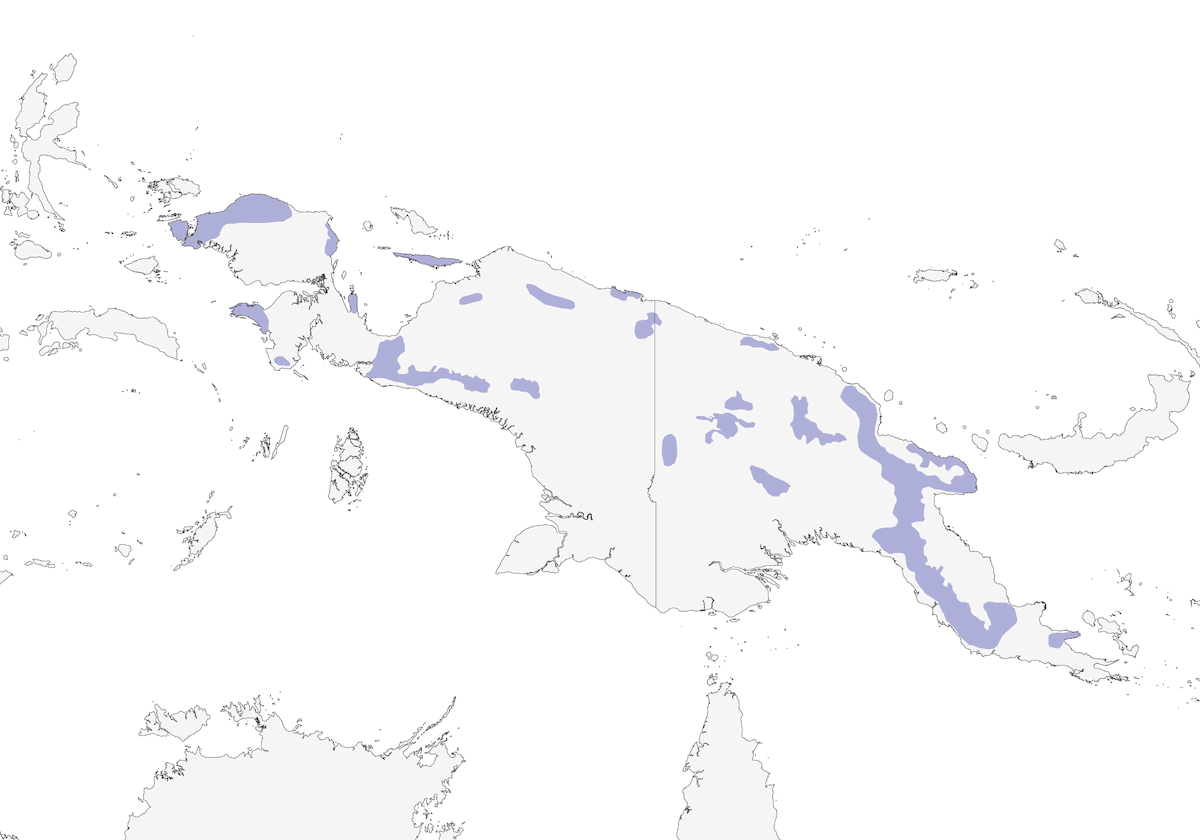 Paradisier magnifique, Distribution 1