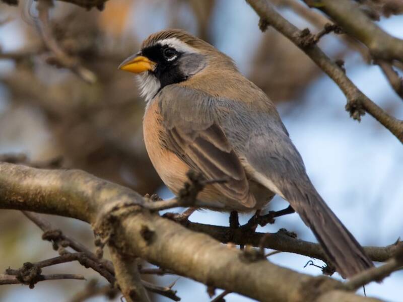 Many-colored Chaco Finch
