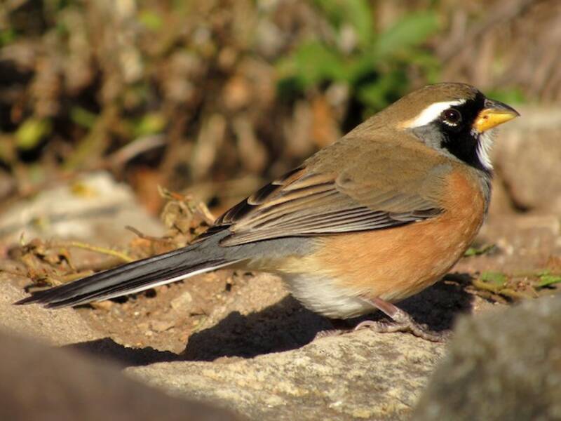 Many-colored Chaco Finch, Photos 2