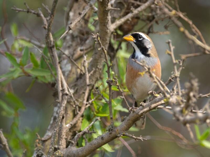 Many-colored Chaco Finch, Photos 4