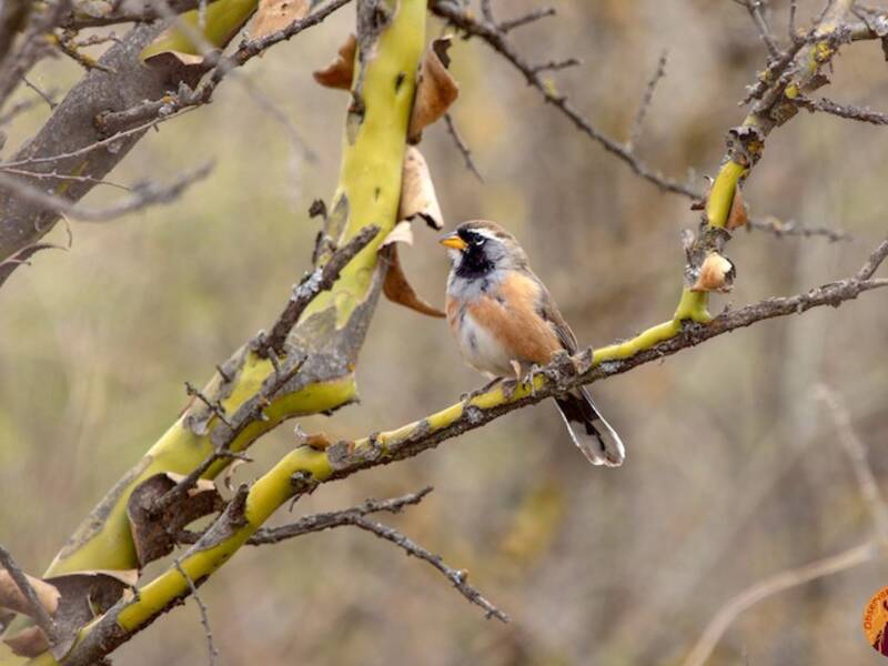 Many-colored Chaco Finch, Photos 3