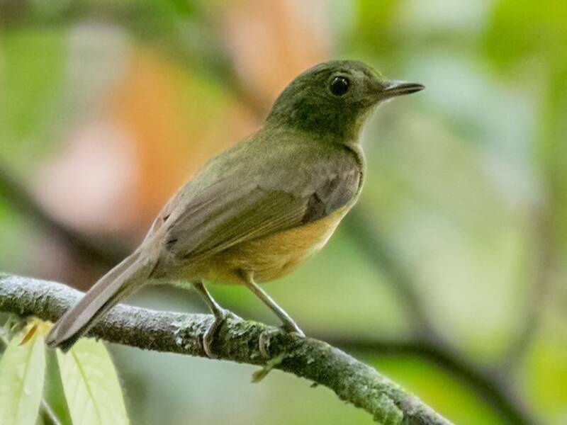 McConnell's Flycatcher