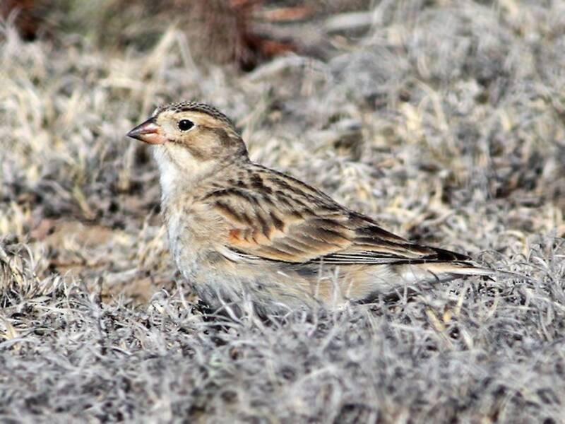 Thick-billed Longspur