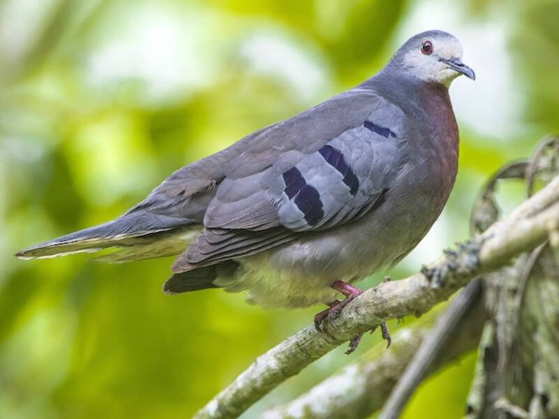Maroon-chested Ground Dove - Paraclaravis mondetoura