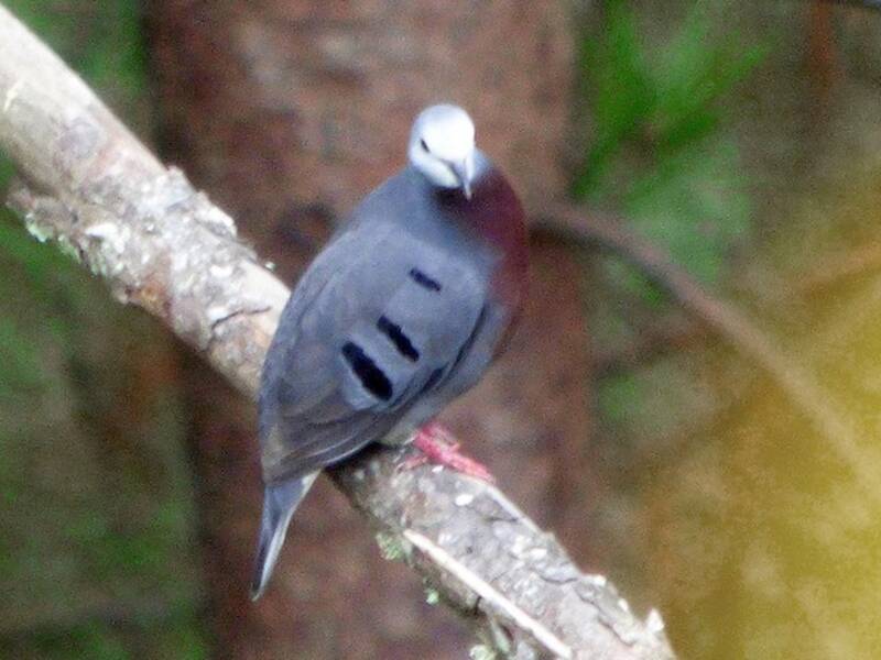 Maroon-chested Ground Dove, 照片 2