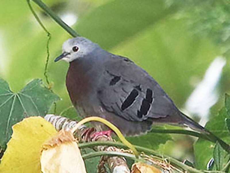 Maroon-chested Ground Dove, 照片 4