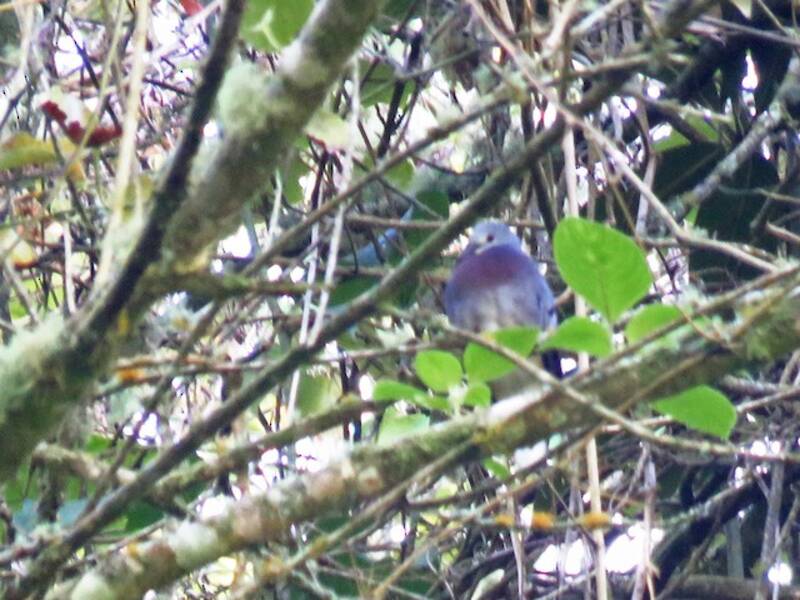 Maroon-chested Ground Dove, 照片 3