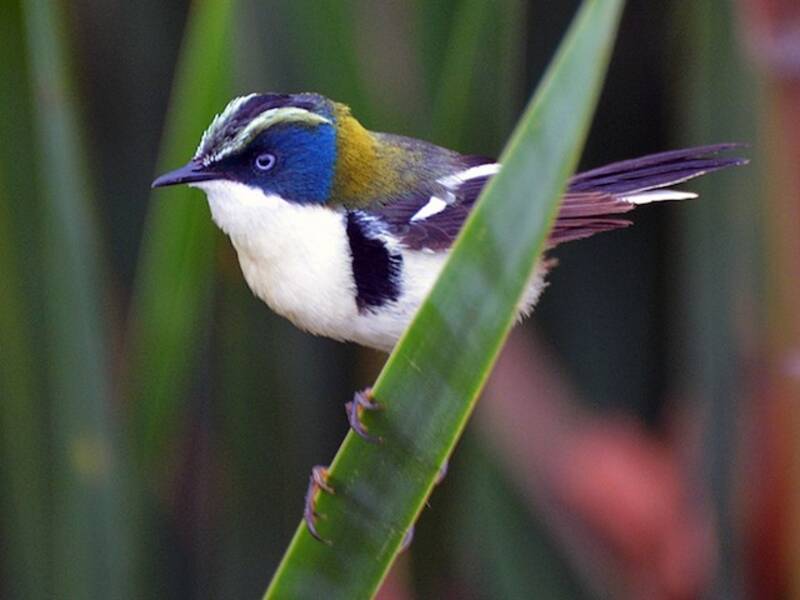 Tiranno variopinto, Tachuris rubrigastra