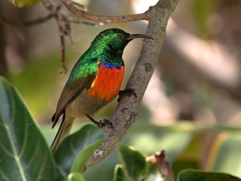 Montane Double-collared Sunbird, Photos 4