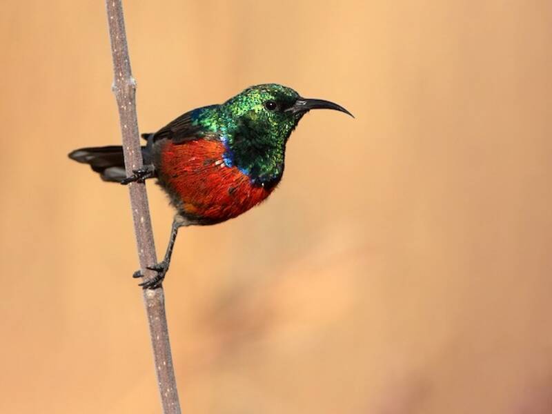 Montane Double-collared Sunbird, Photos 3