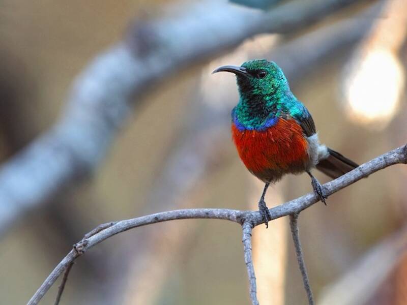 Montane Double-collared Sunbird, Photos 2