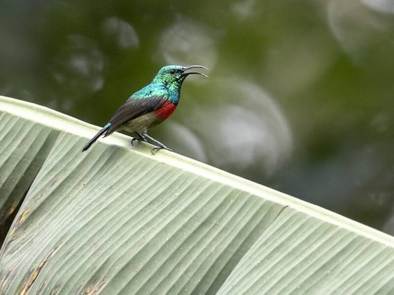 Montane Double-collared Sunbird