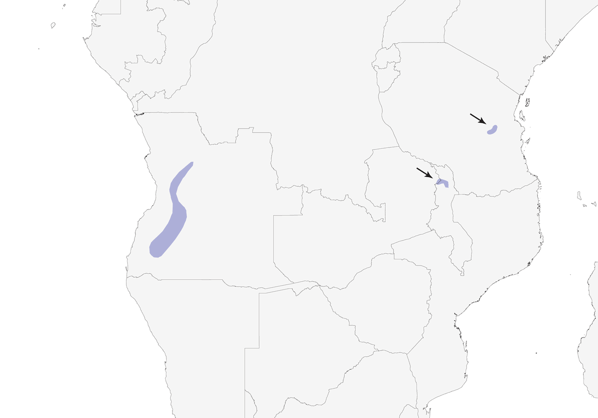 Montane Double-collared Sunbird, Distribution 1