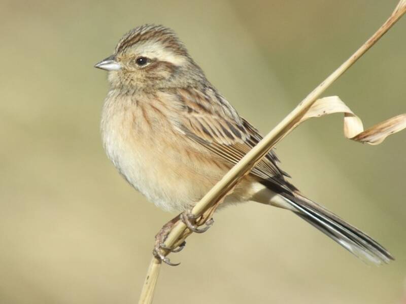 Meadow Bunting, 照片 4