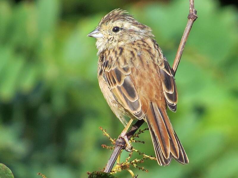 Meadow Bunting, 照片 2