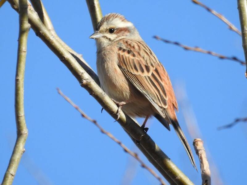 Meadow Bunting, 照片 3
