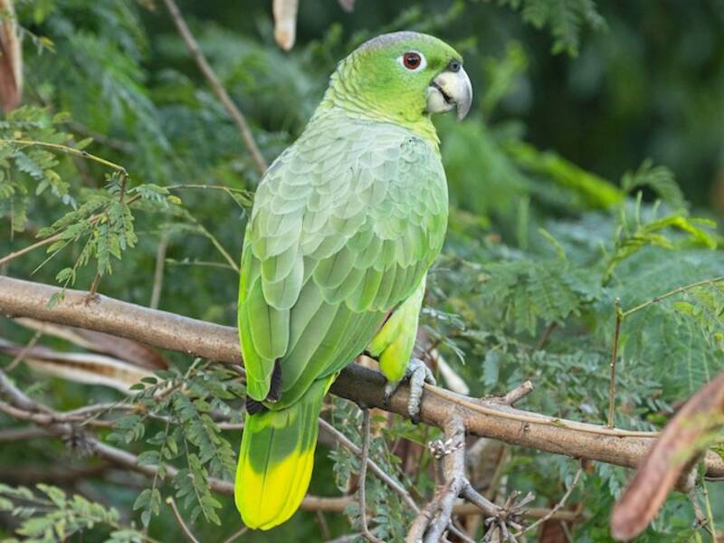 Amazona Harinosa