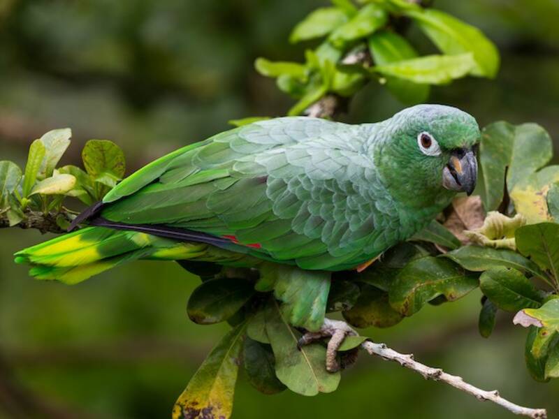 Mealy Amazon, Photos 3