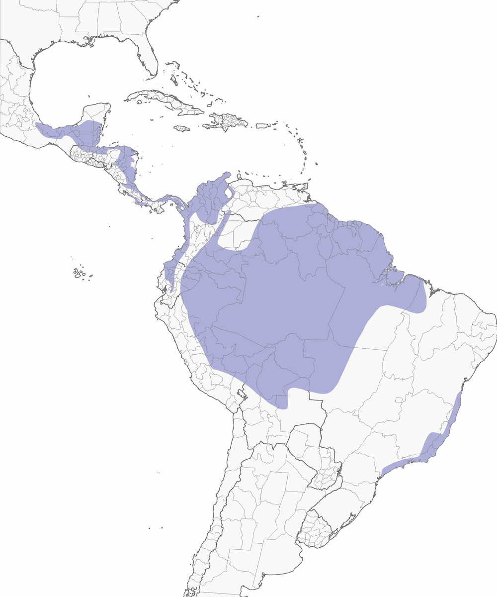 Mealy Amazon, Distribution 1