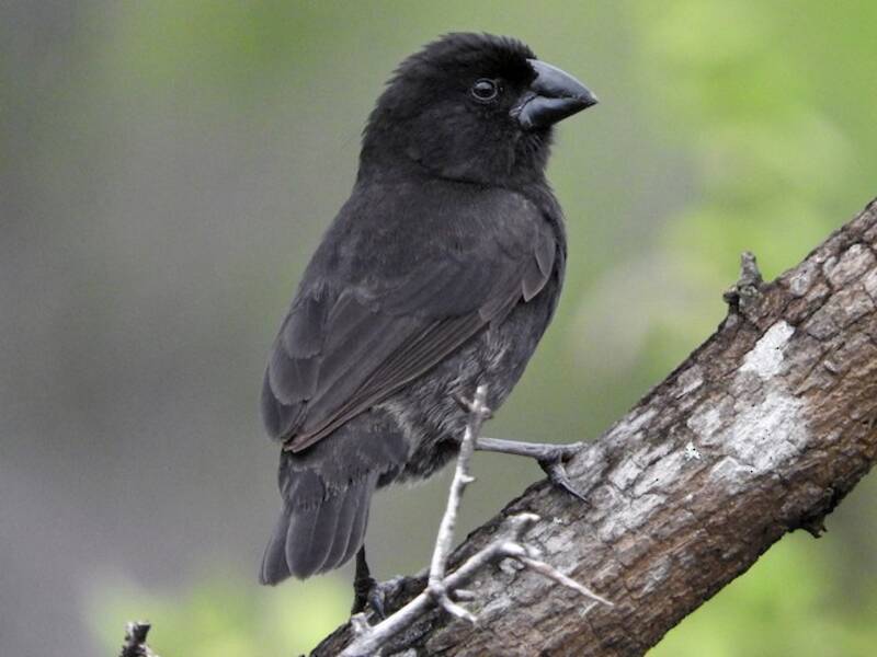 Medium Ground-Finch, Photos 4