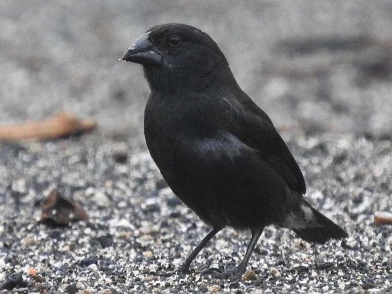 Medium Ground-Finch, Photos 3