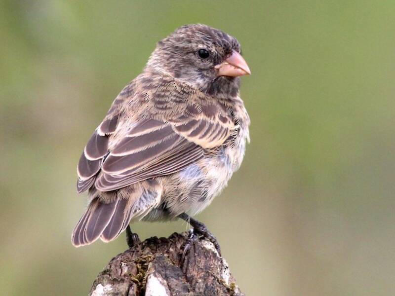 Medium Ground-Finch, Photos 2