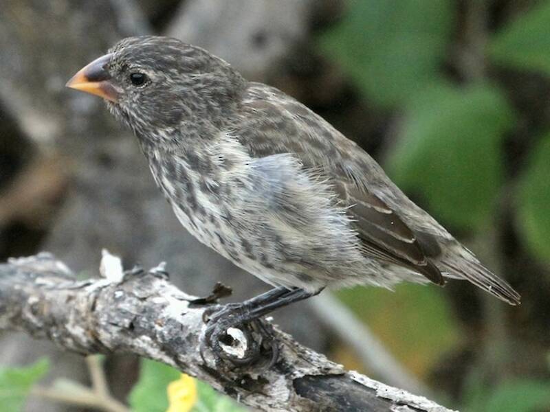Medium Ground-Finch