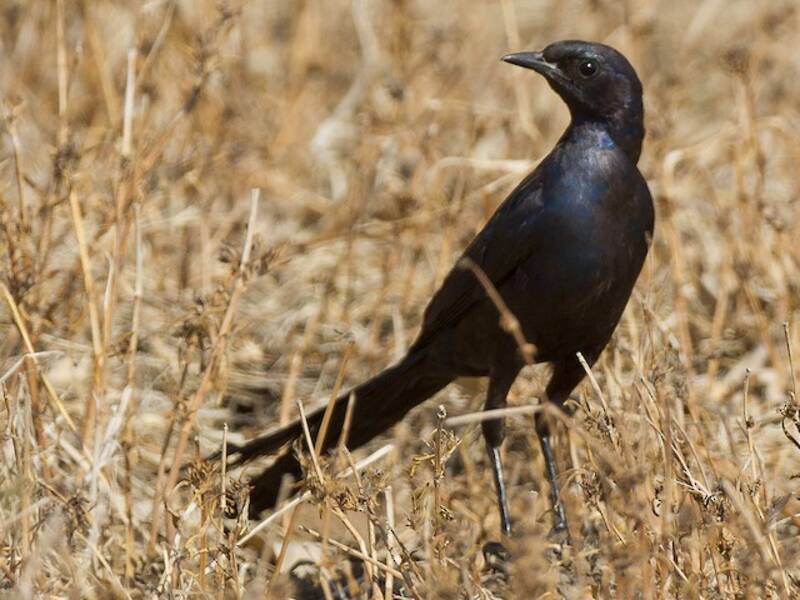 Meves's Starling, Photos 2