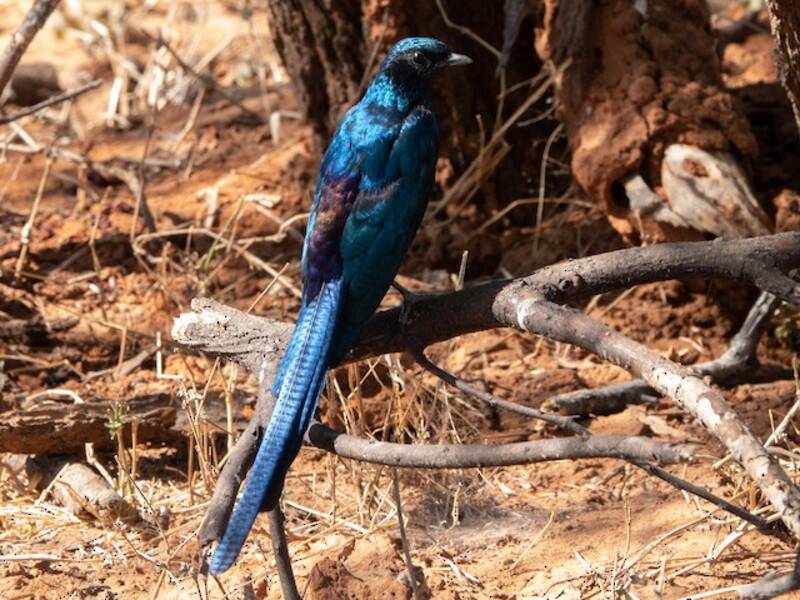 Meves's Starling, Photos 3