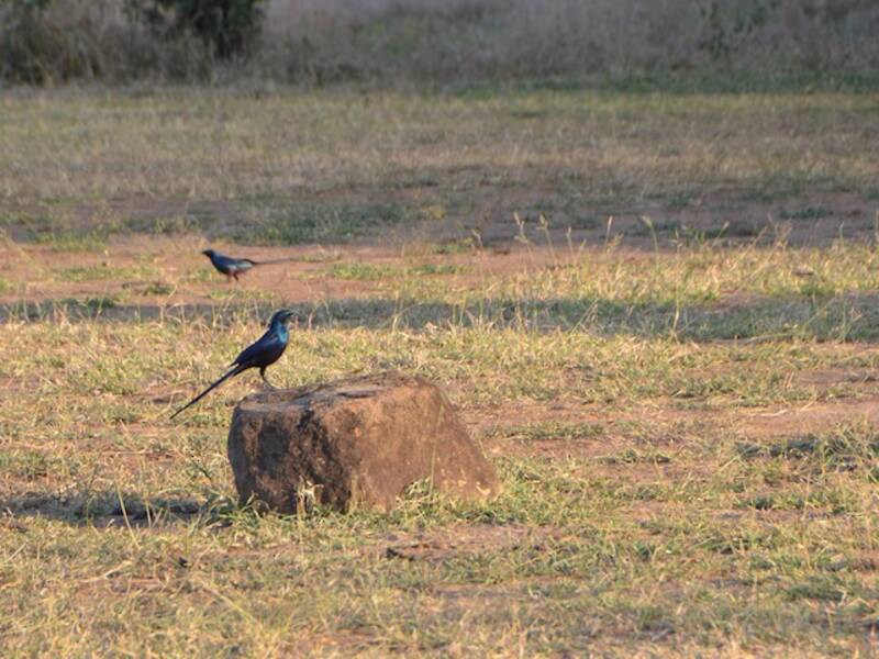 Meves's Starling, Photos 4