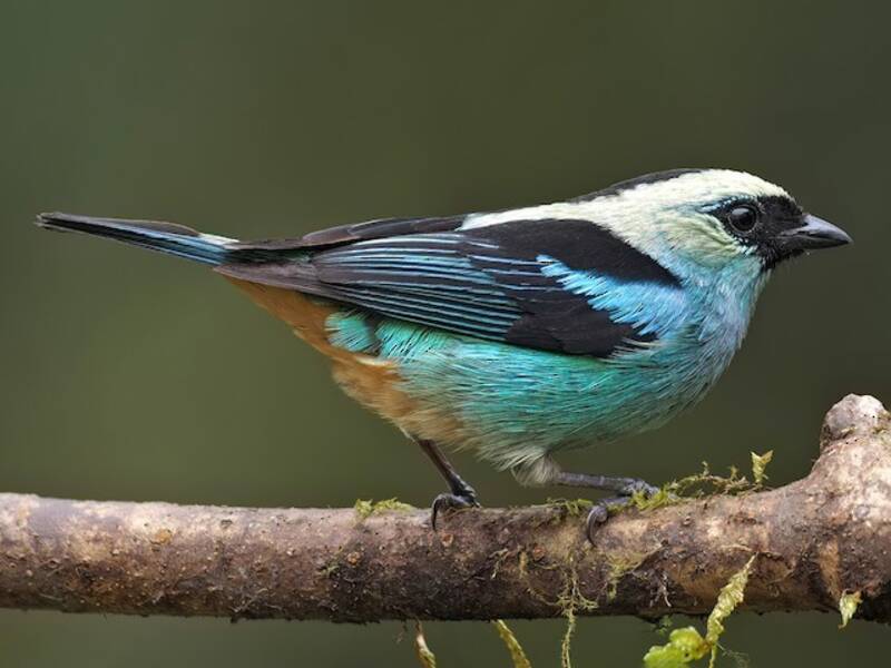 Tangara verdenero