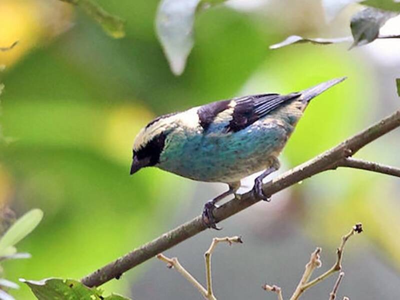 Tangara verdenero, Foto 2