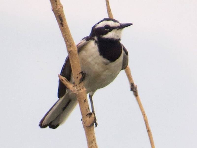 Mekong Wagtail, Photos 4