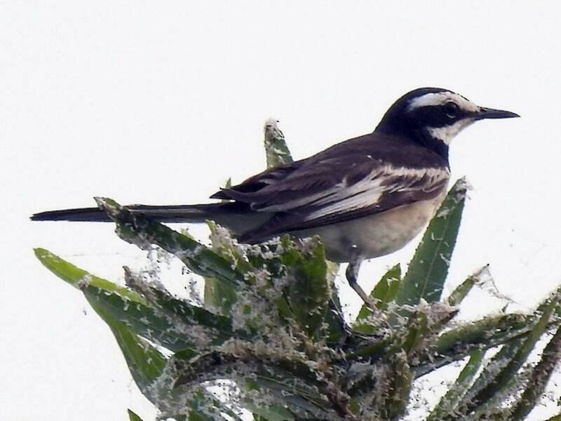 Mekong Wagtail, Photos 3