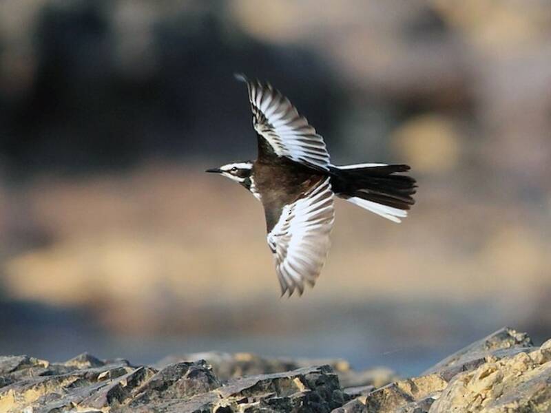 Mekong Wagtail, Photos 2