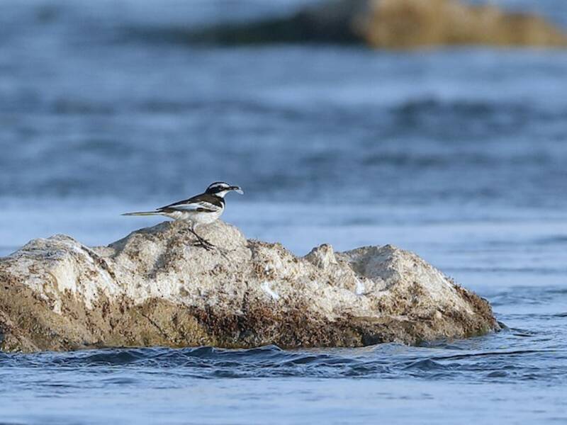 Mekong Wagtail