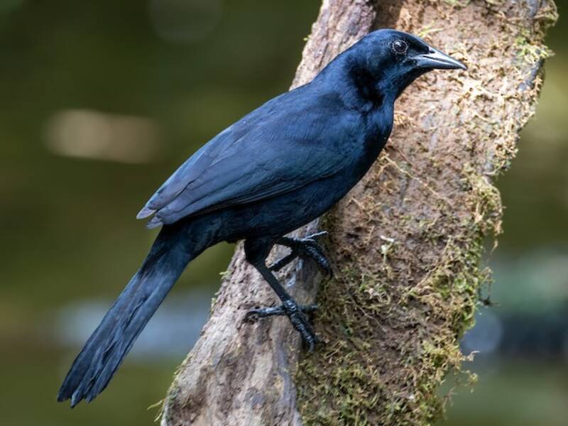 Melodious Blackbird, 照片 2